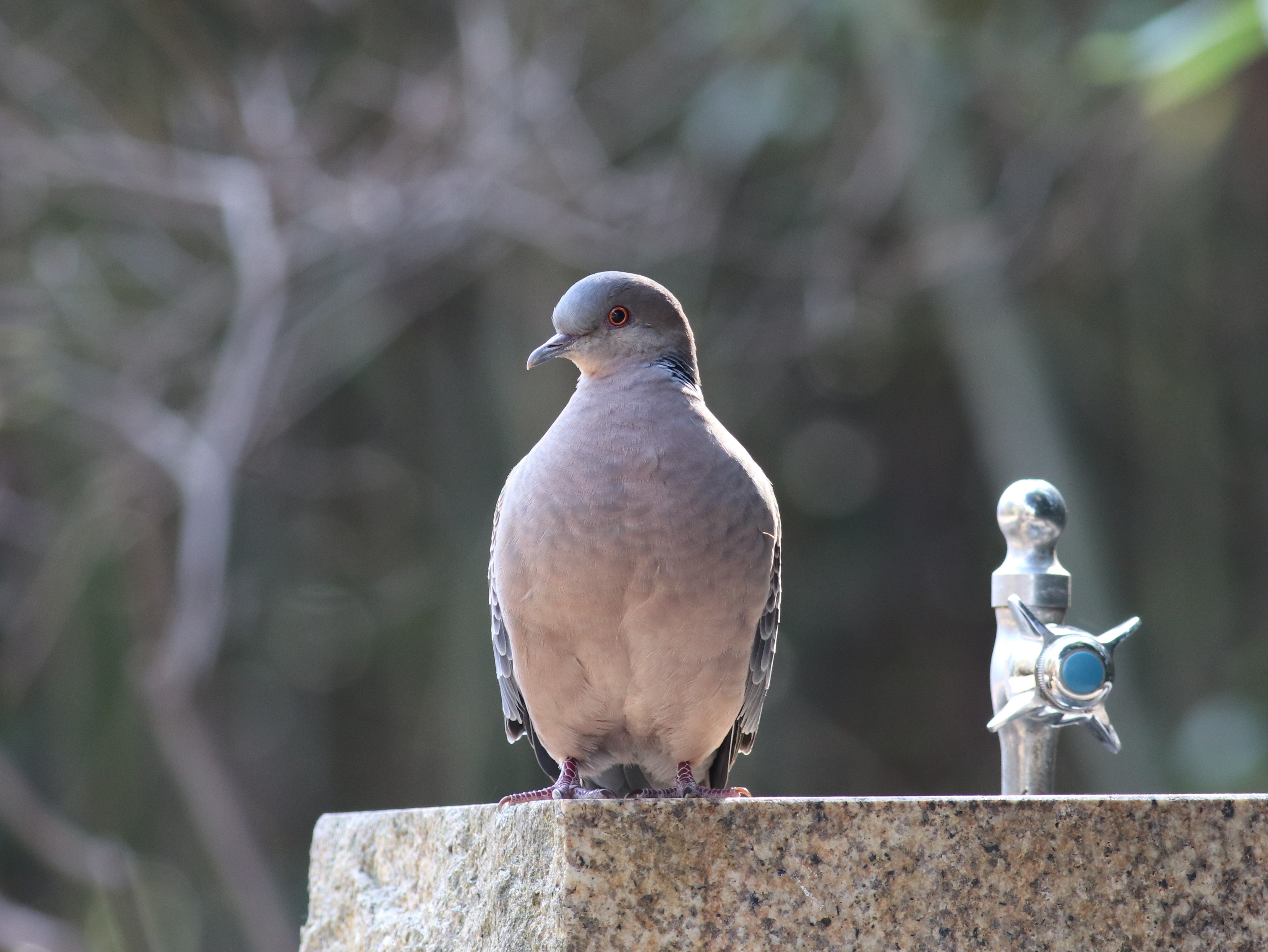 地上のキジバト